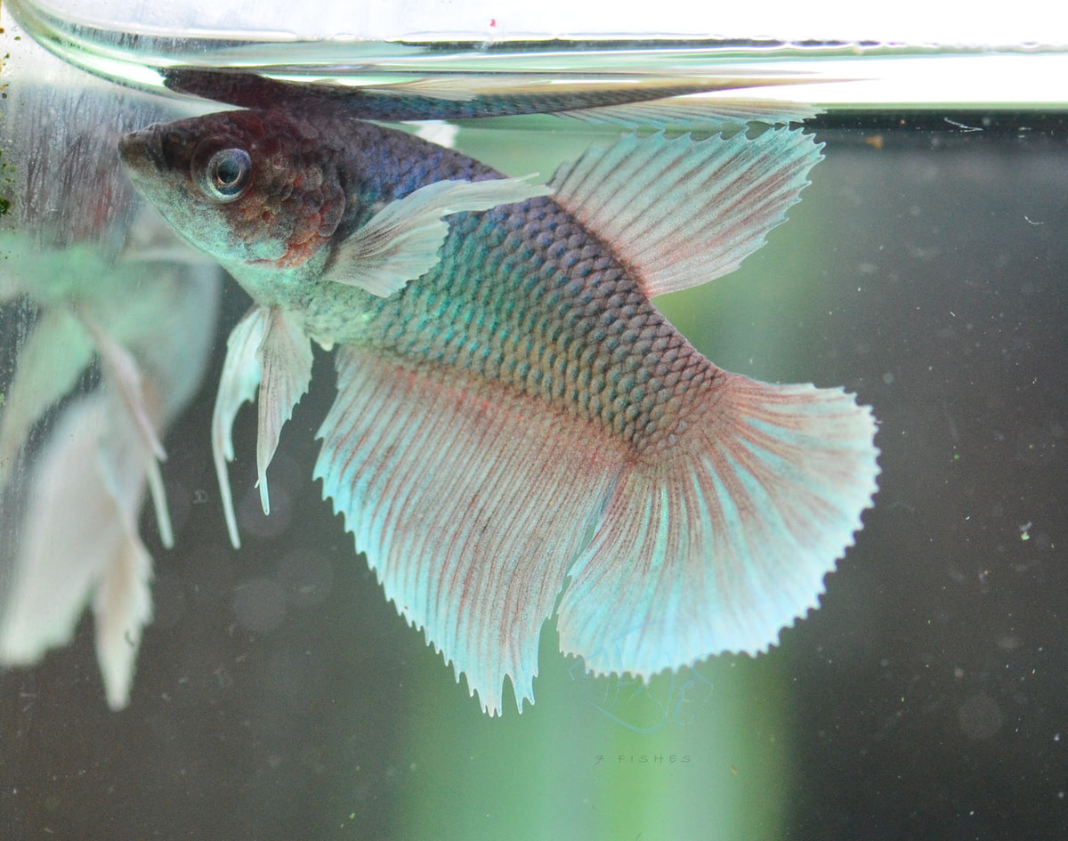 Lavender Dumbo Delta-tail Female