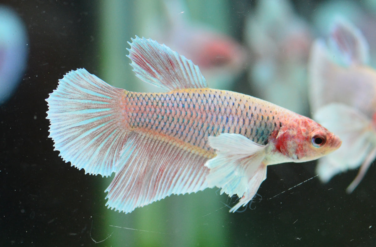 Lavender Dumbo Delta-tail Female