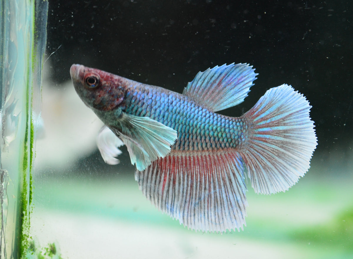 Lavender Dumbo Delta-tail Female