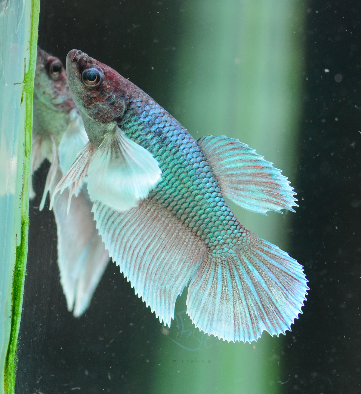 Lavender Dumbo Delta-tail Female