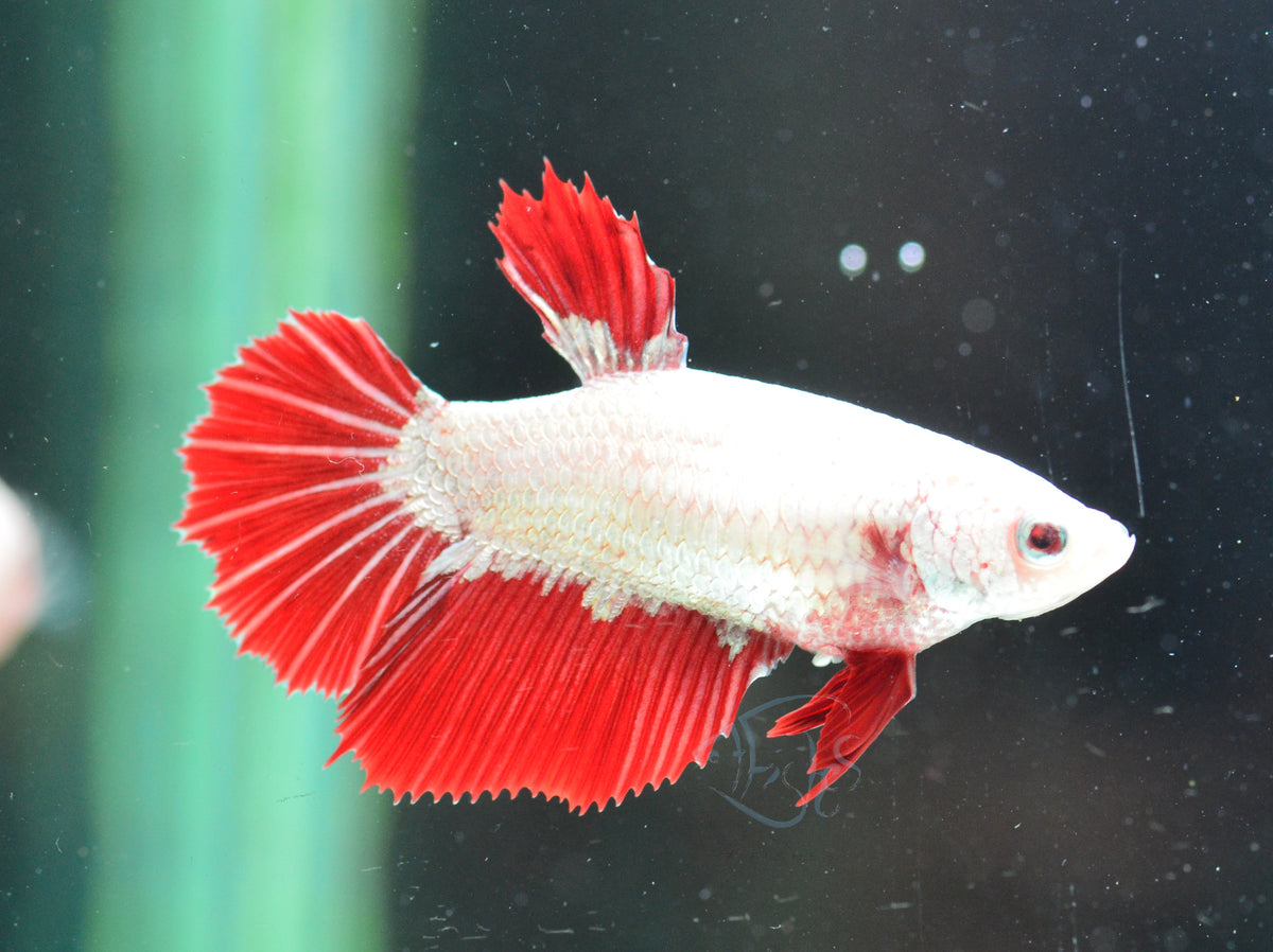 Red Dragon Halfmoon Female