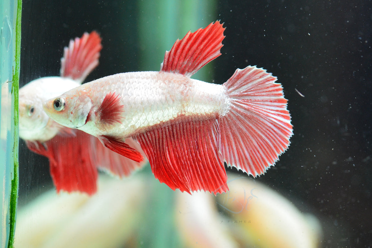 Red Dragon Halfmoon Female
