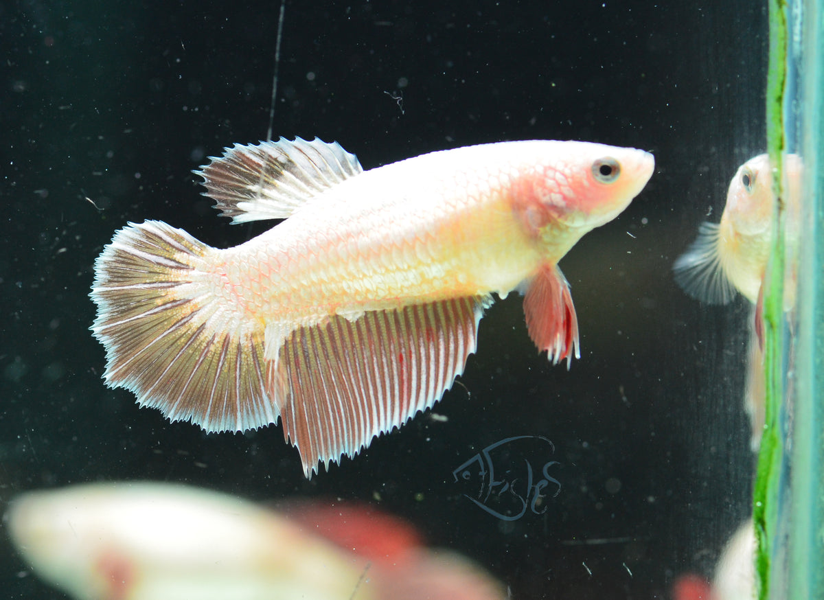 Dragonscale Halfmoon Female