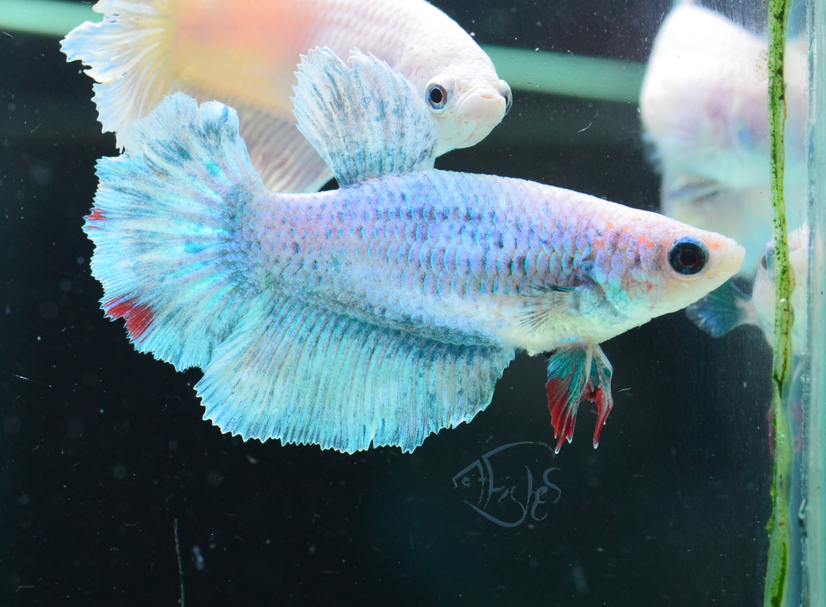 Grizzle Halfmoon Female