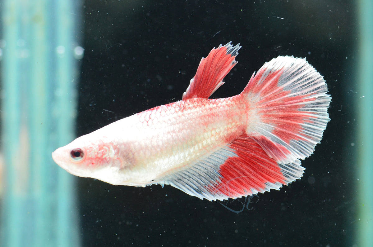 Red Marble Halfmoon Female