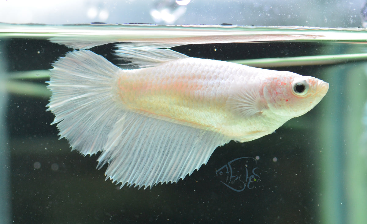 Platinum Halfmoon Female