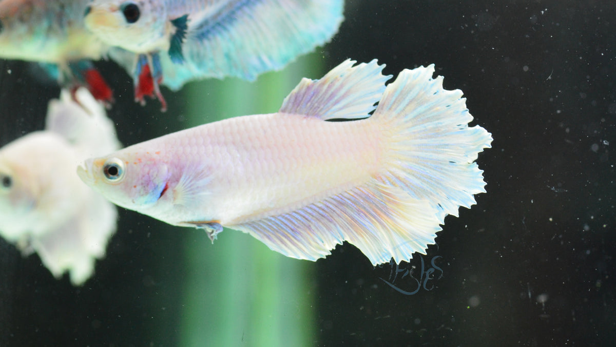 Pastel Purple Rosetail Female