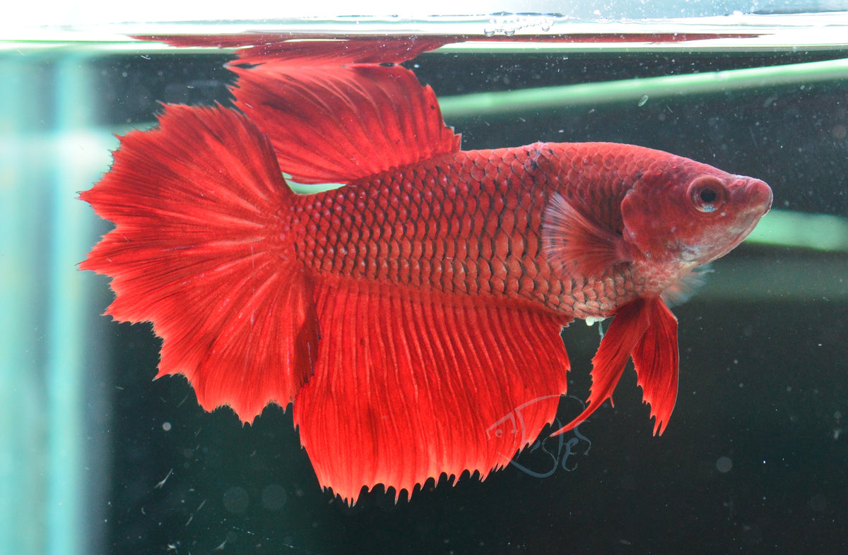 Red Halfmoon Female
