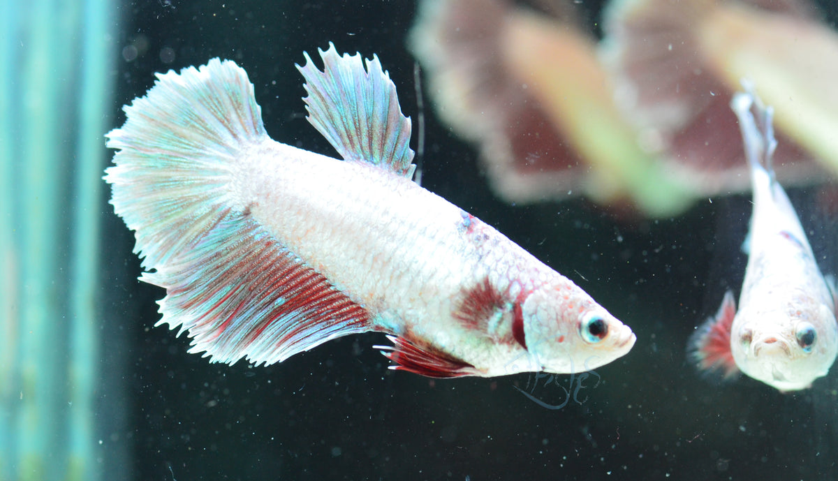 Iridescent Purple Halfmoon Female