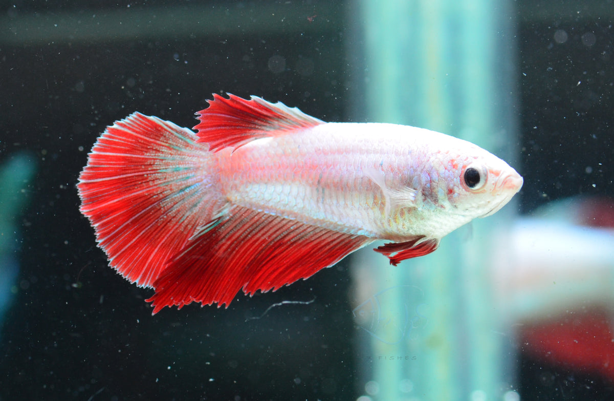 Cambodian Halfmoon Female
