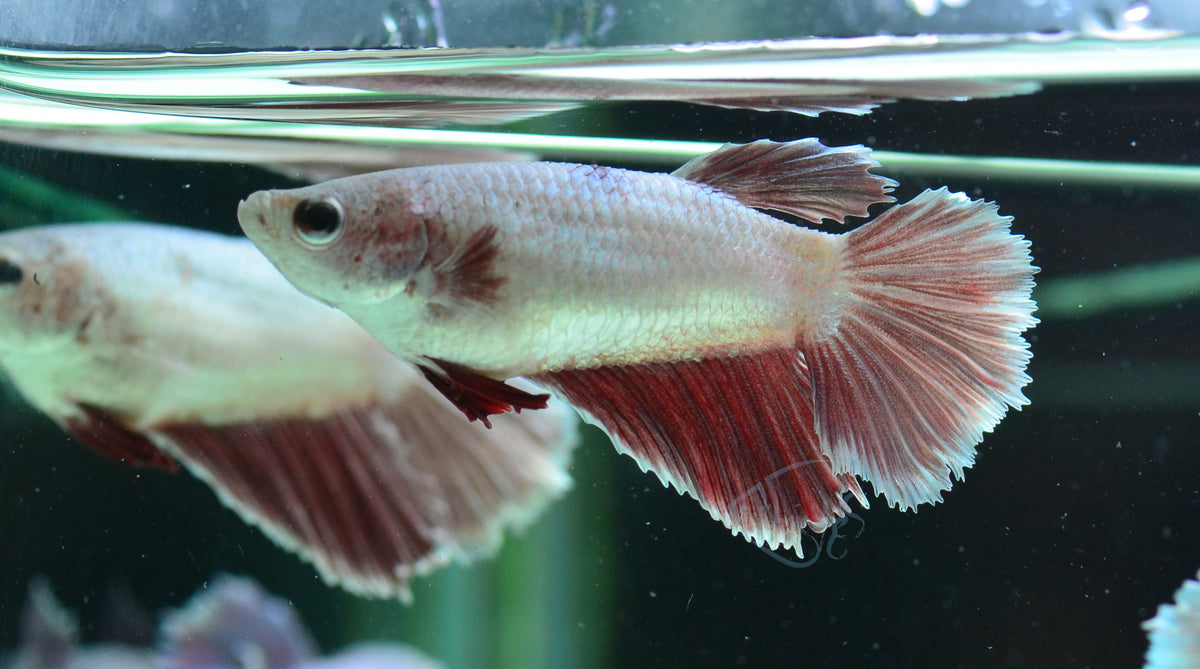 Red Snow Dragon Halfmoon Female
