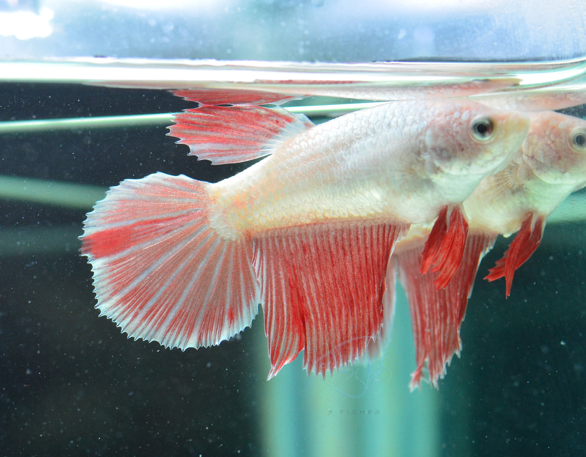 Red Dragon Halfmoon Female