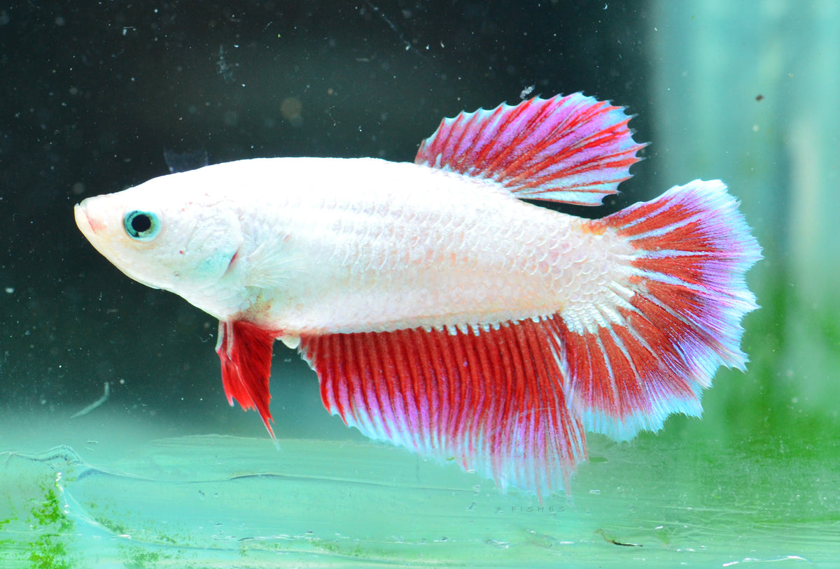 Red Purple Dragonscale Halfmoon Female