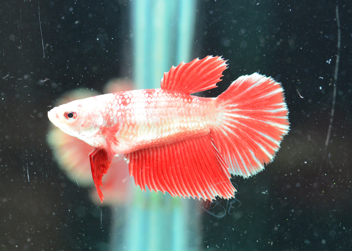 Red Fancy Halfmoon Female