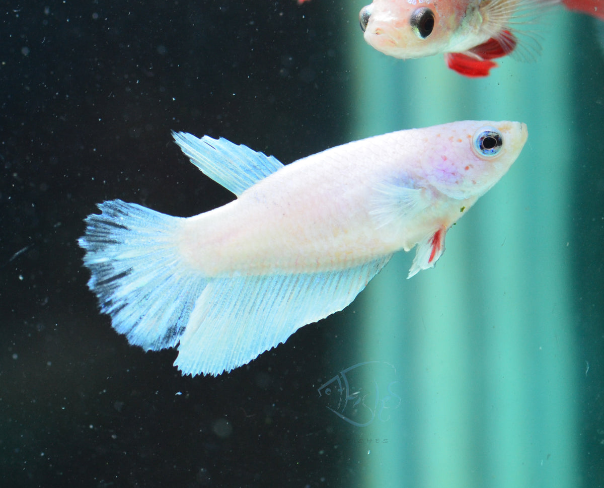 Platinum Halfmoon Female