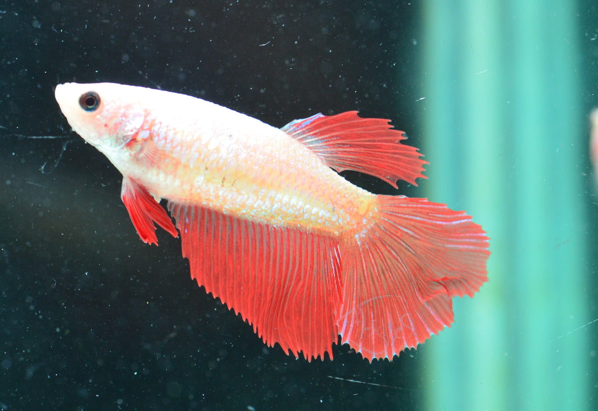 Cambodian Halfmoon Female