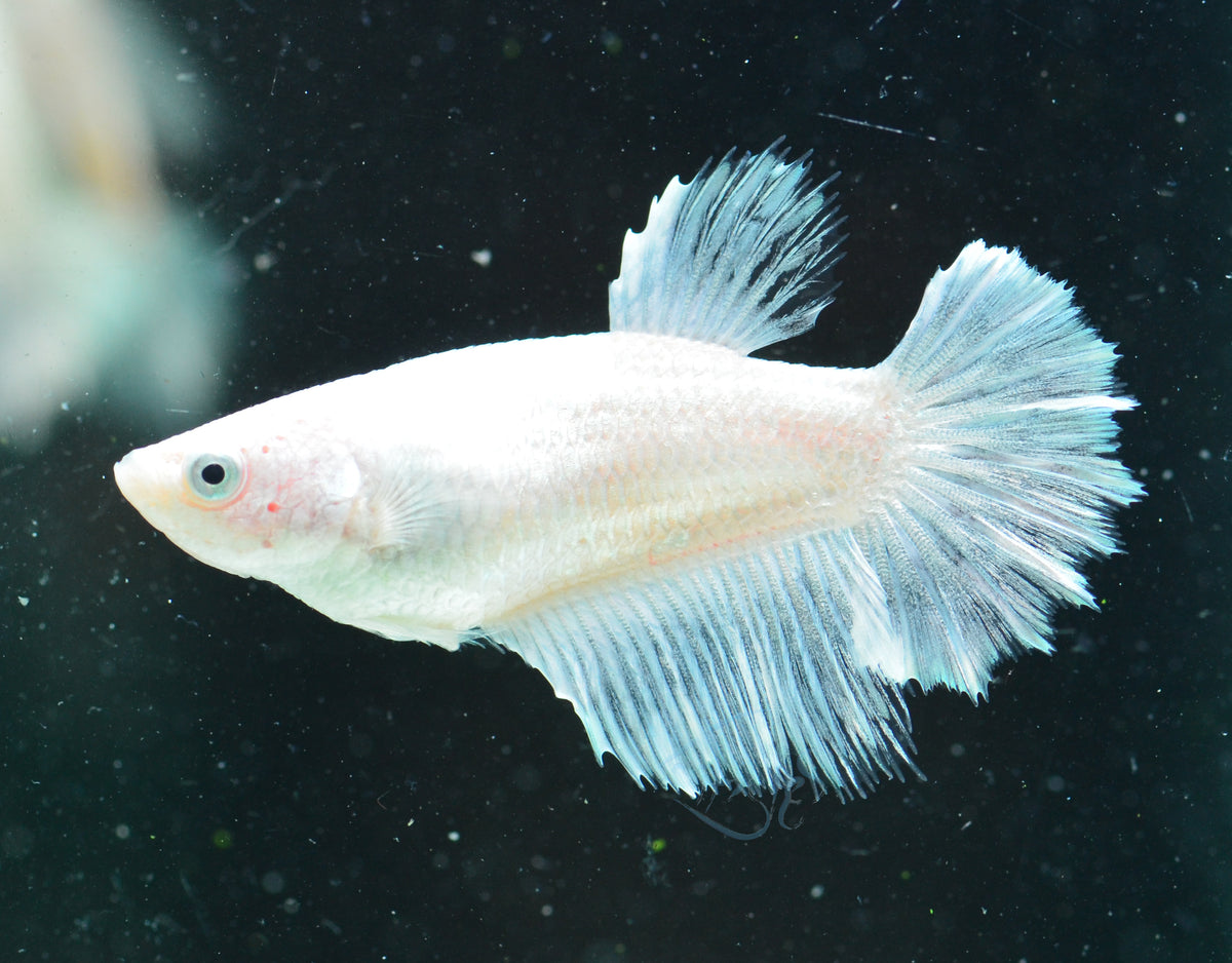 Platinum Halfmoon Female