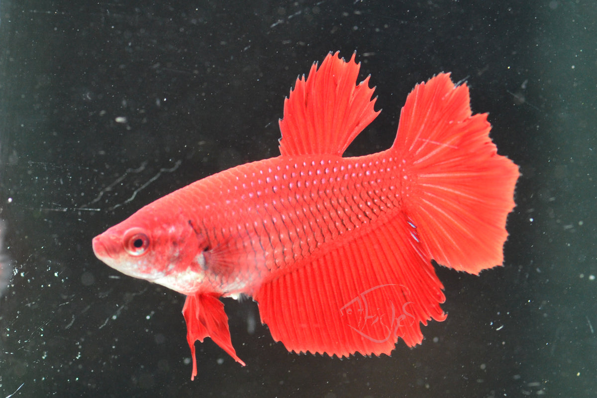 Red Halfmoon Female
