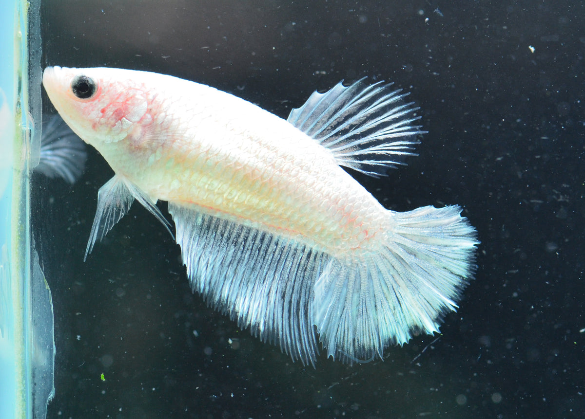 Opal Halfmoon Female