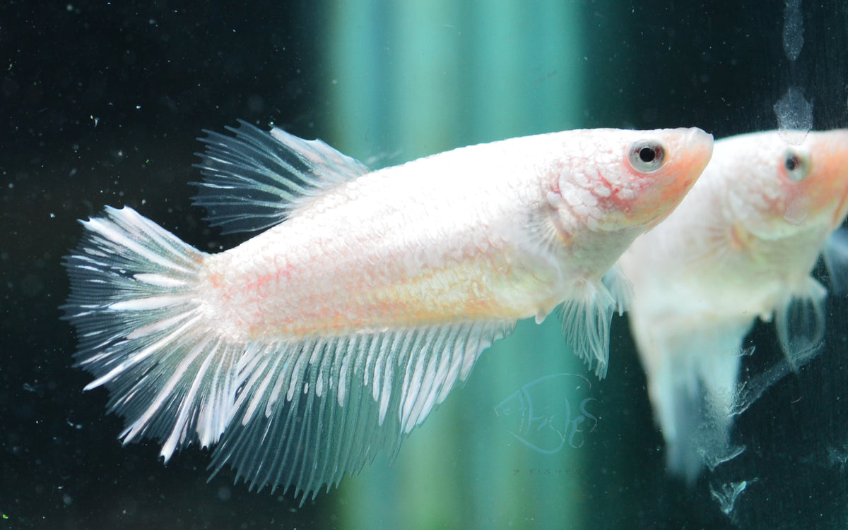 Opal Halfmoon Female