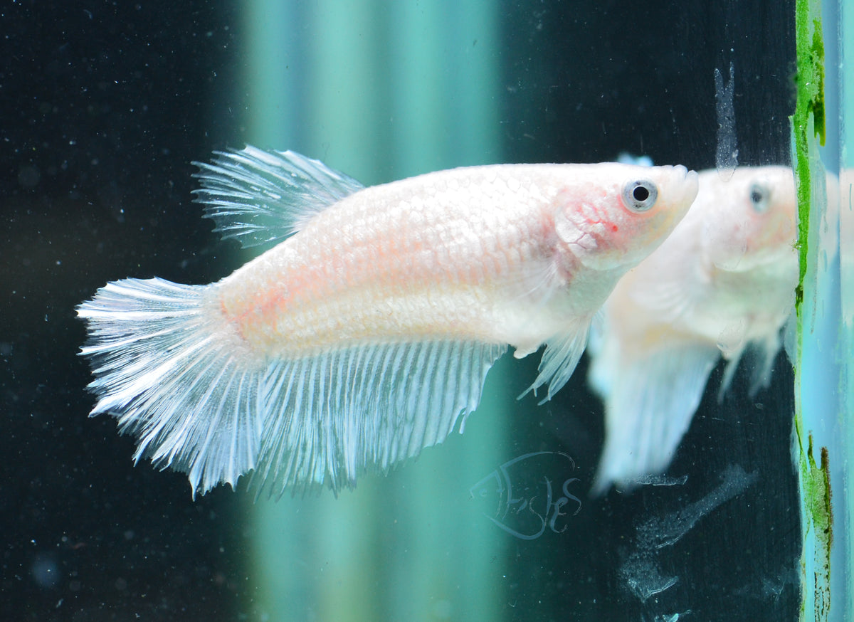 Opal Halfmoon Female