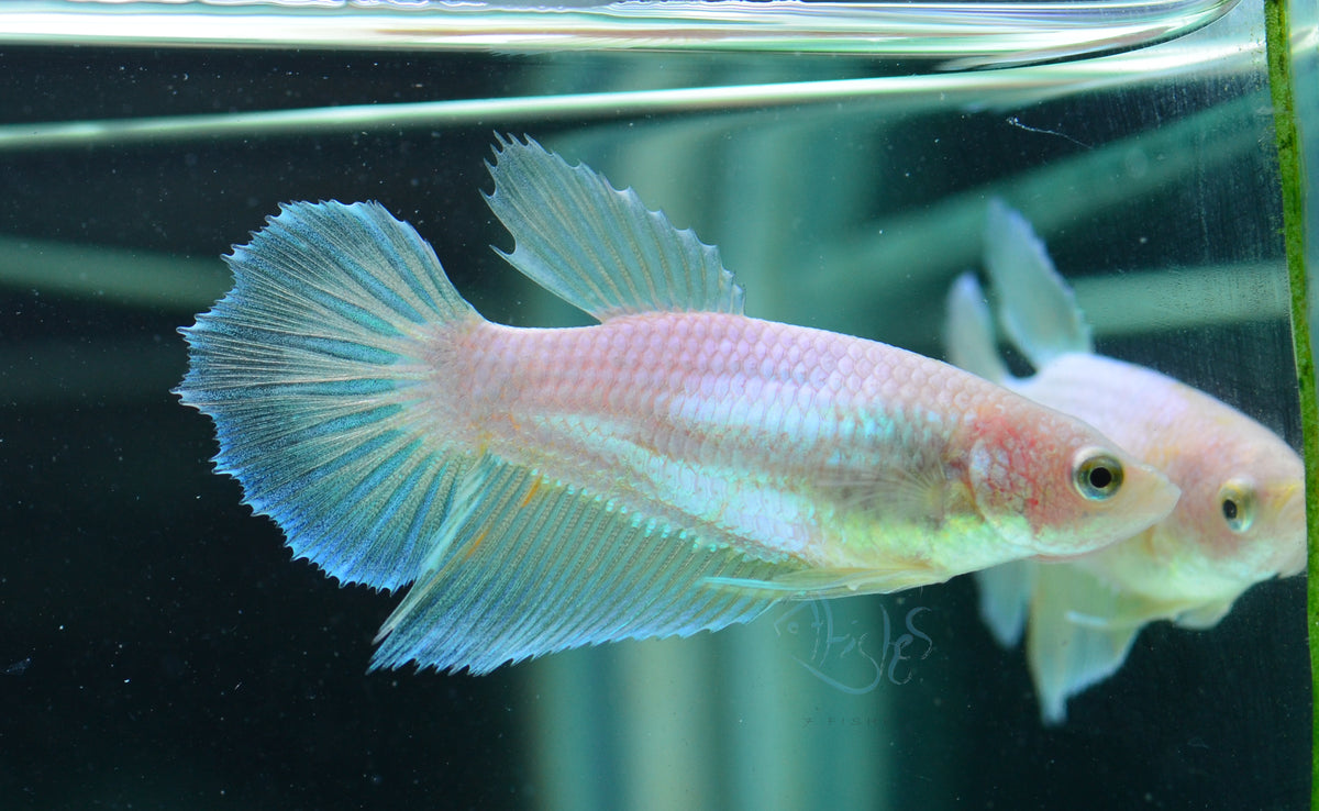 Opal Halfmoon Female