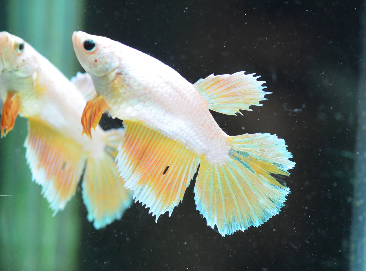 Yellow Gold Halfmoon Female
