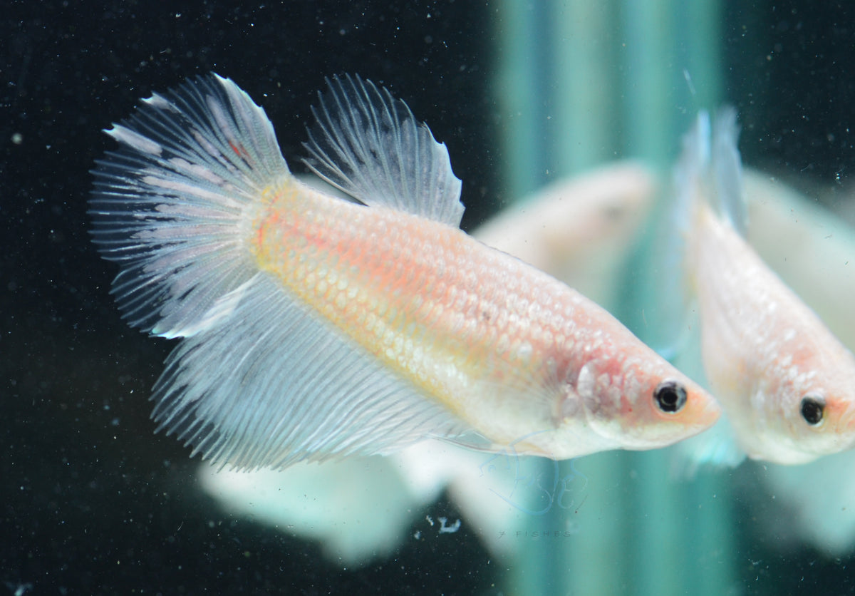 Opal Halfmoon Female