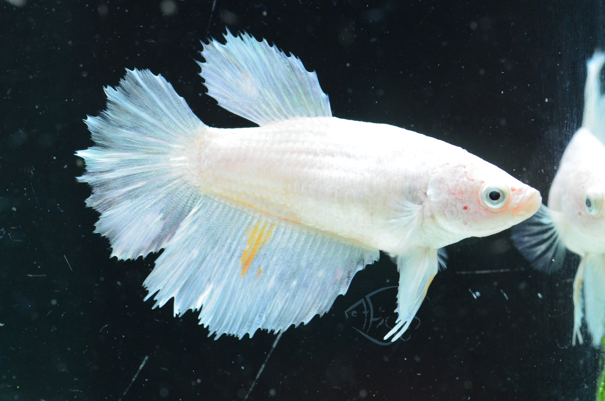 Platinum Halfmoon Female