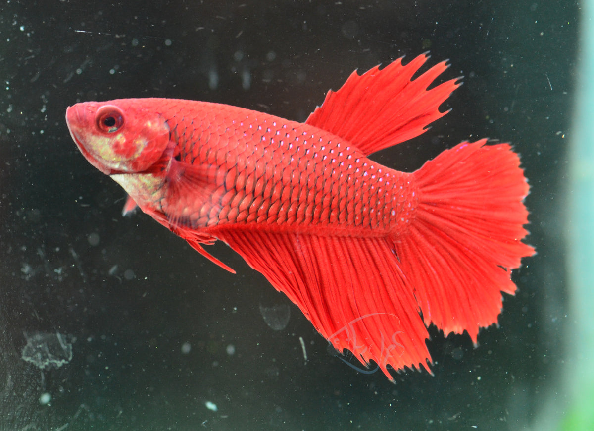 Red Halfmoon Female