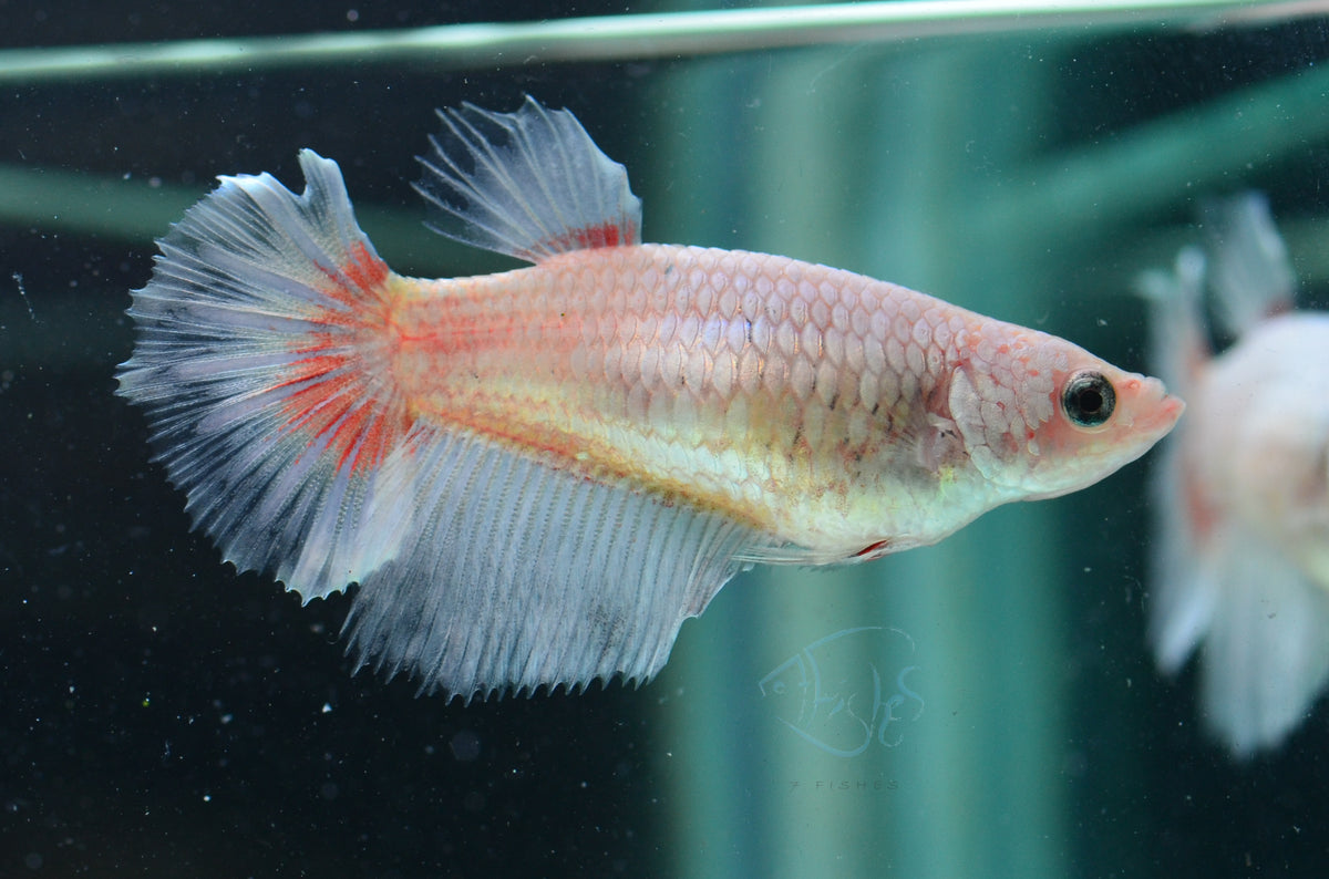 Opal Dragonscale Halfmoon Female