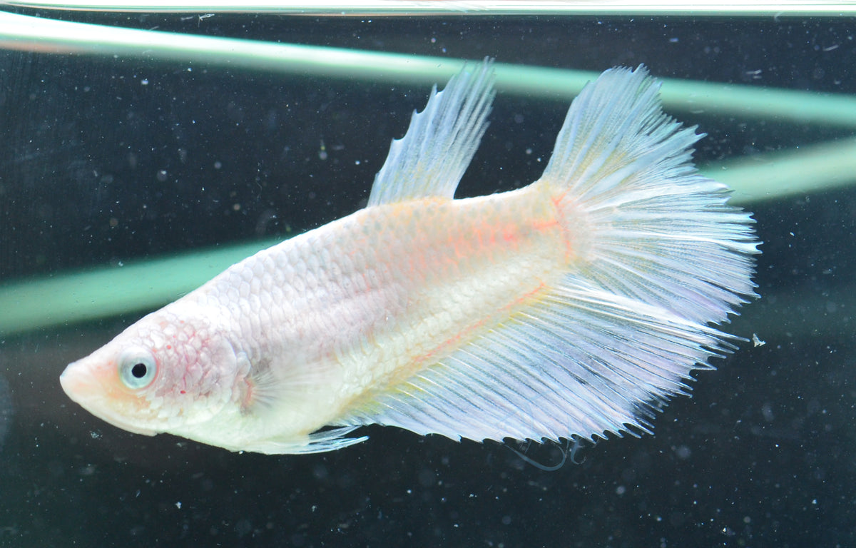 Platinum Halfmoon Female