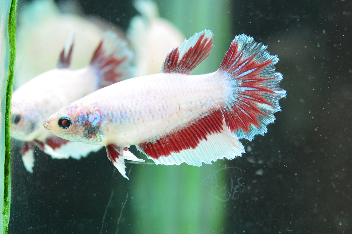 Purple Dragonscale Halfmoon Female