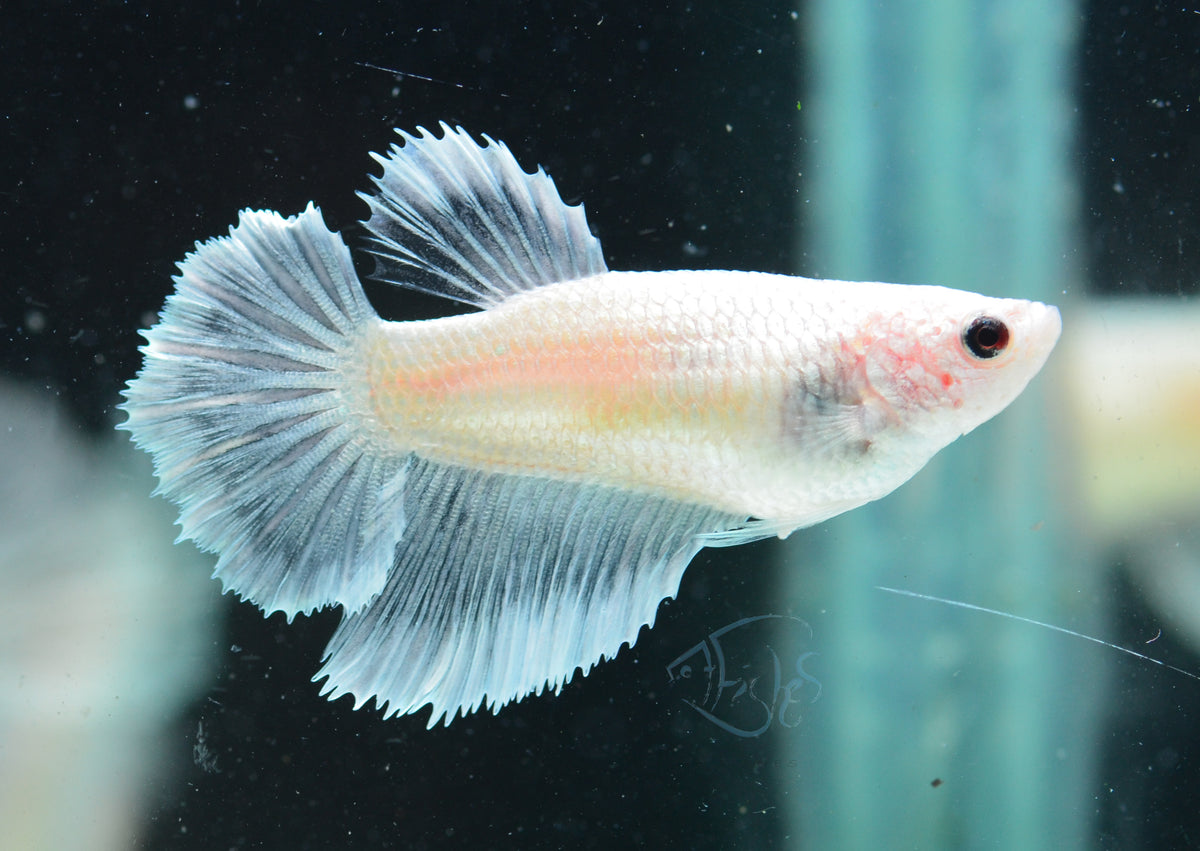 Opal Halfmoon Female