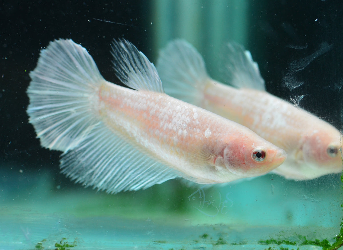 Opal Halfmoon Female