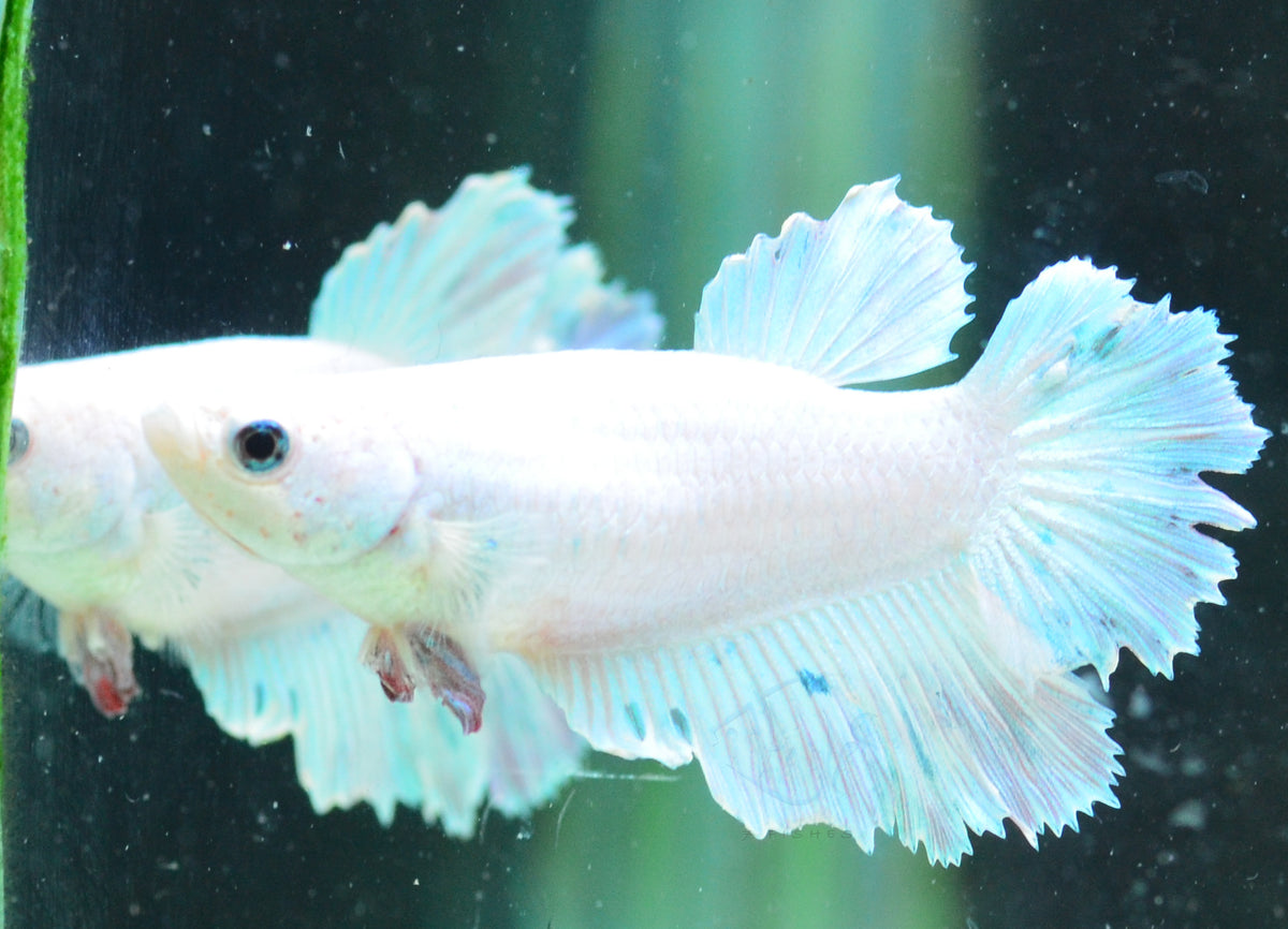 Platinum Halfmoon Female