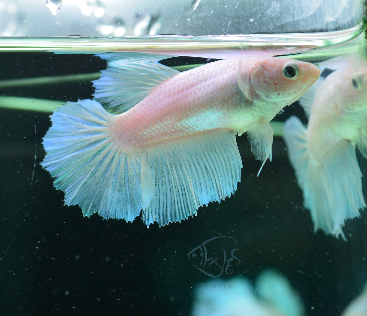 Platinum Halfmoon Female