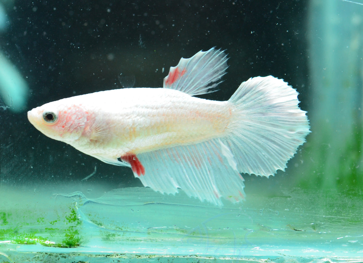 Platinum Halfmoon Female