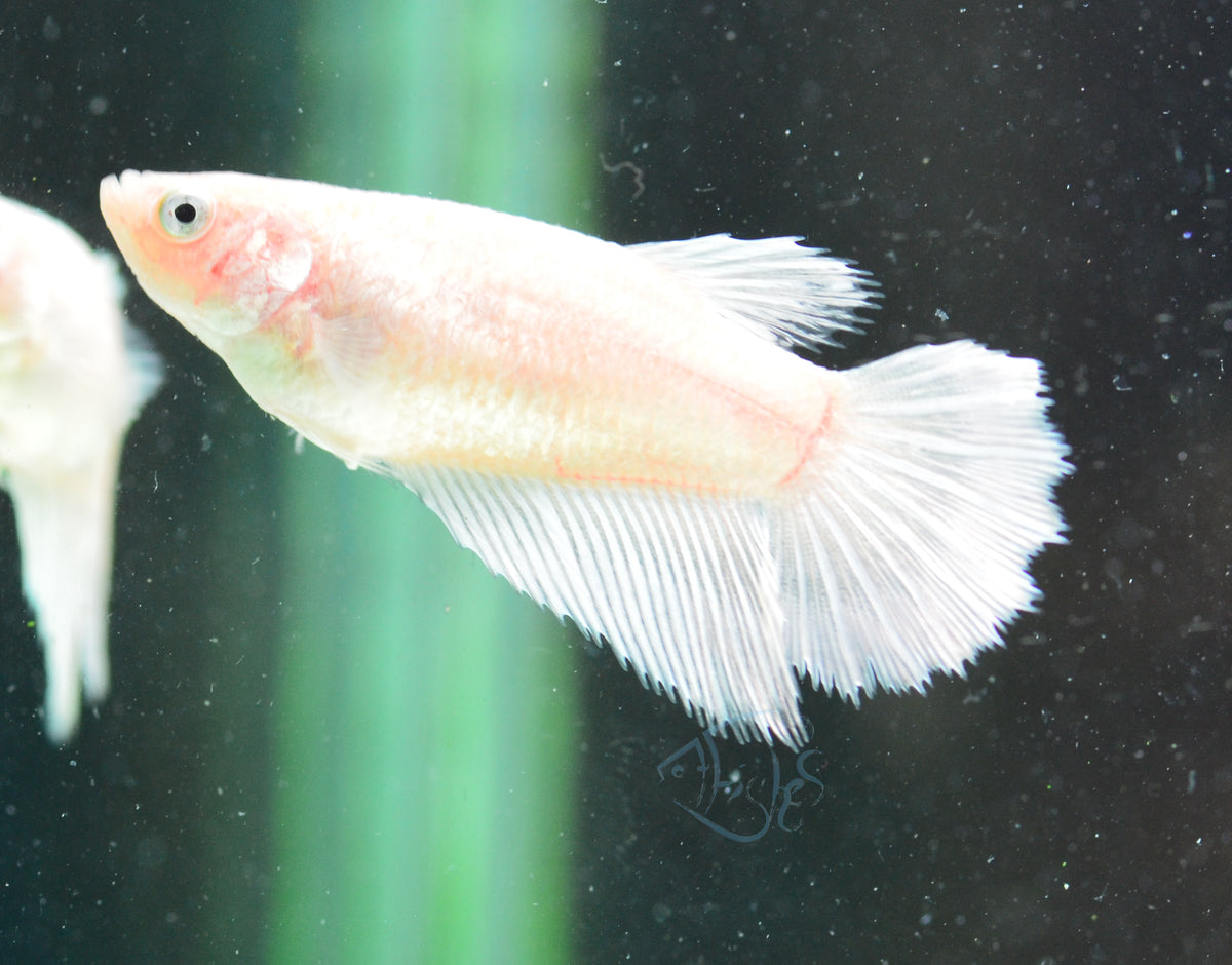 Platinum Halfmoon Female
