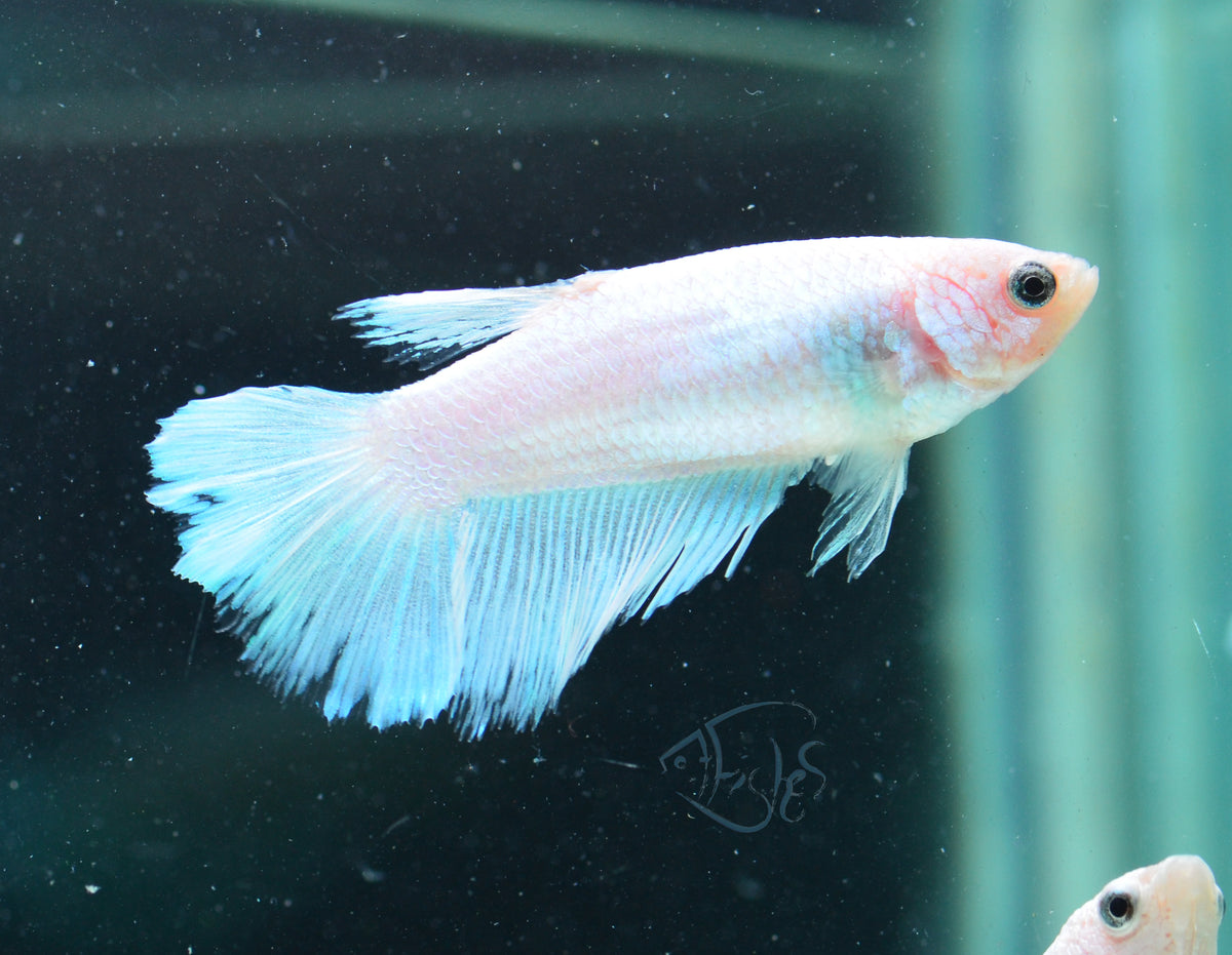 Platinum Halfmoon Female
