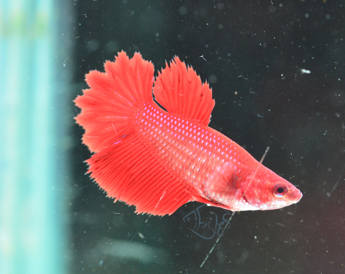 Red Halfmoon Female