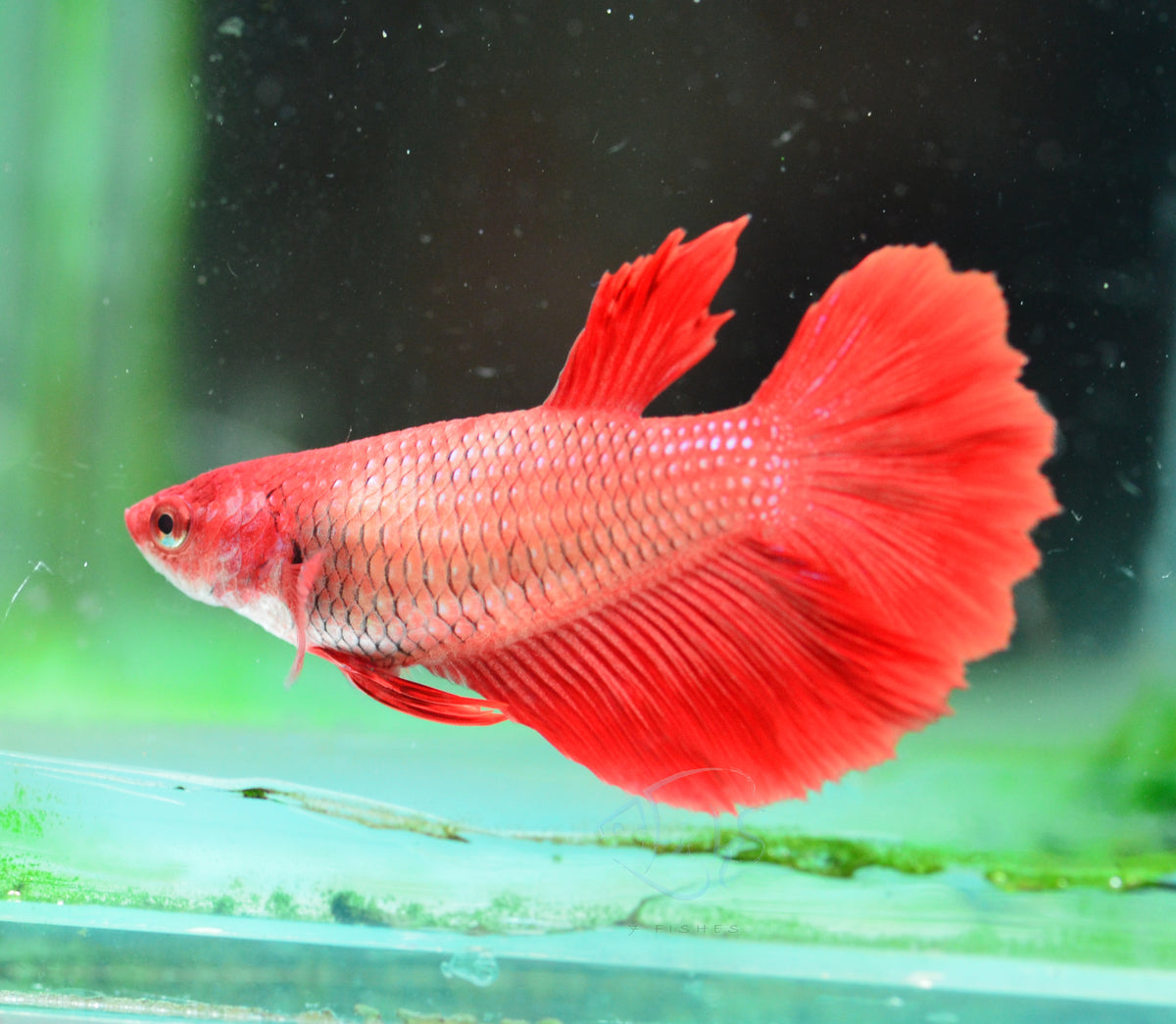 Red Halfmoon Female