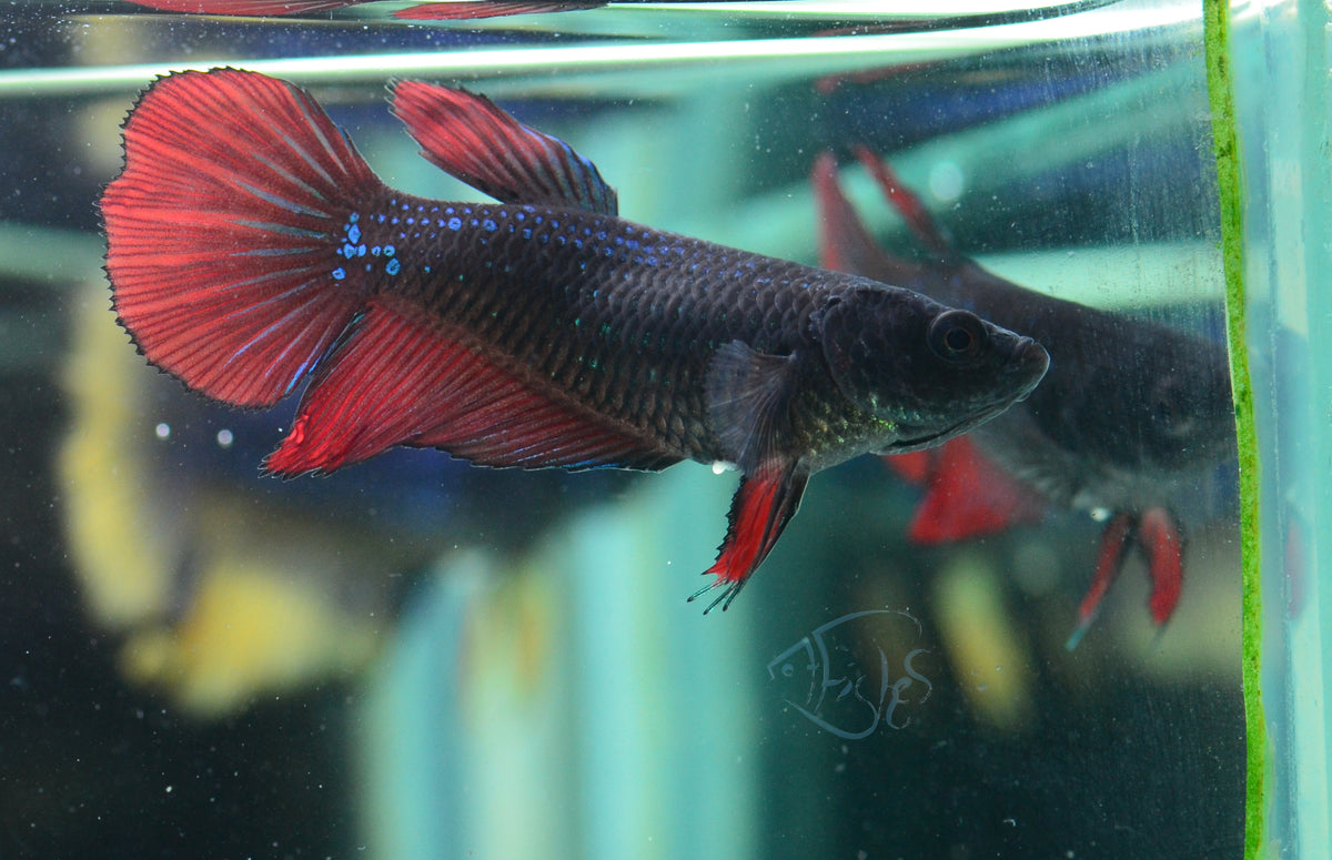 Vampire Halfmoon Female