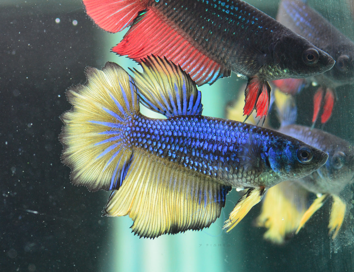 Mustard Halfmoon Female