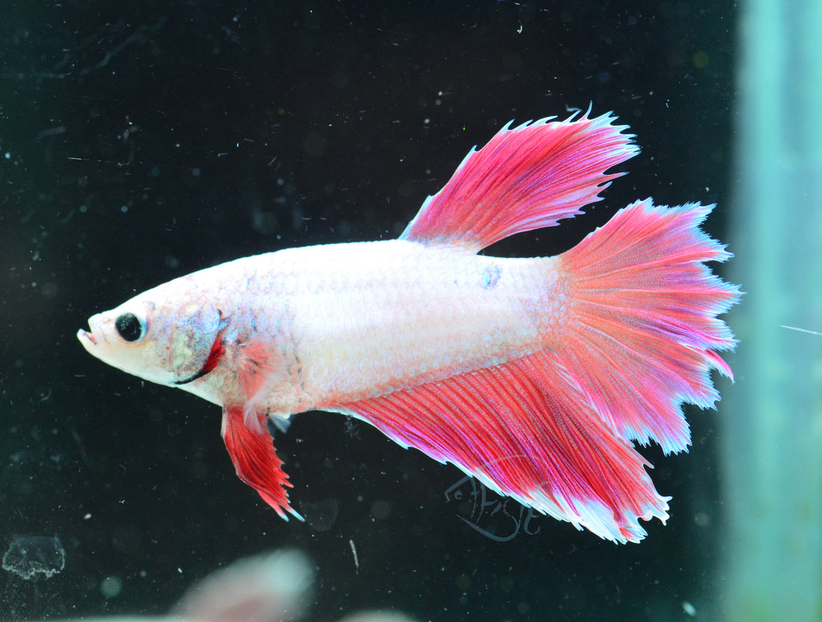 Purple Halfmoon Female