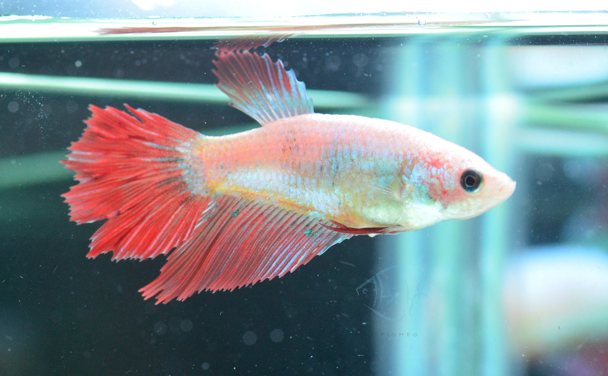 Cambodian Halfmoon Female