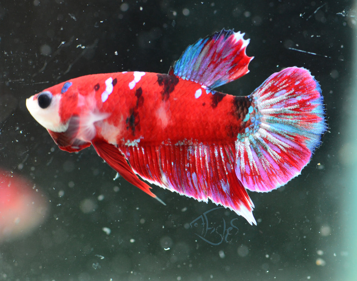 Red Galaxy HMPK Male