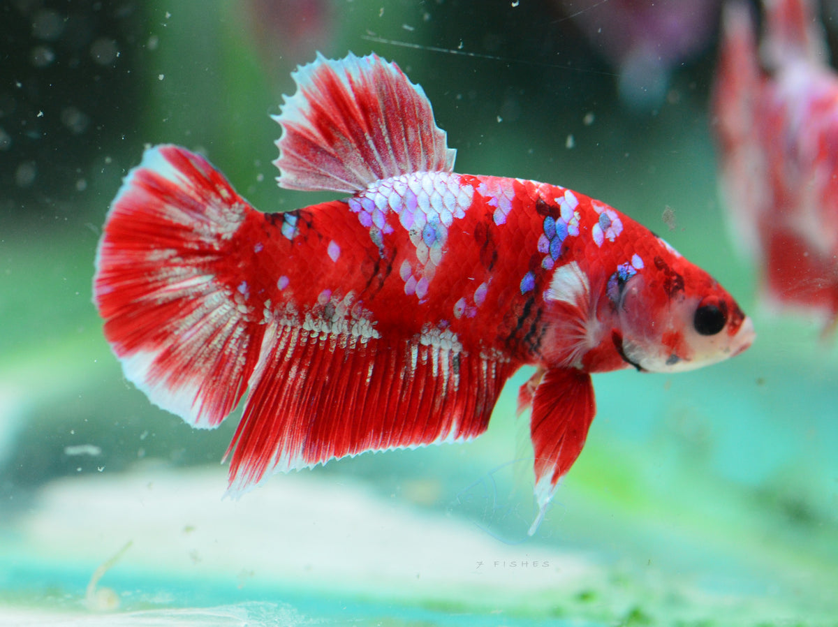 Red Galaxy HMPK Male
