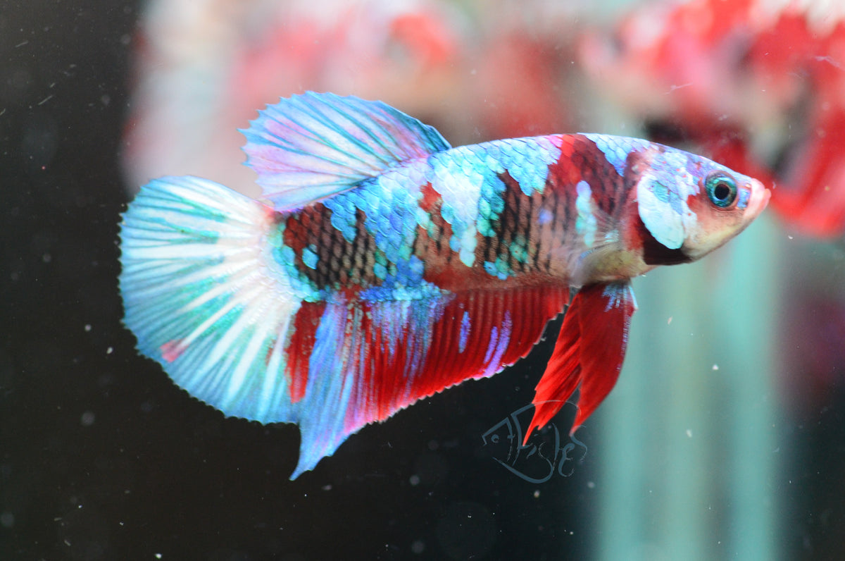 Red Galaxy HMPK Male