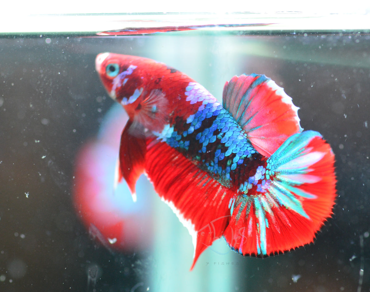 Red Galaxy HMPK Male